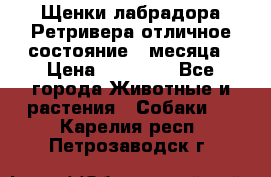 Щенки лабрадора Ретривера отличное состояние 2 месяца › Цена ­ 30 000 - Все города Животные и растения » Собаки   . Карелия респ.,Петрозаводск г.